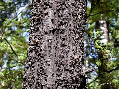 Black beech tree trunk with wasps sucking the honeydew.
