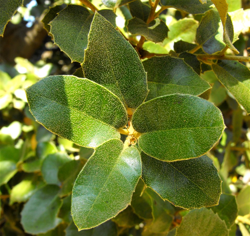 — Island oak, foliage close up.
In the native plant gardens at the San Diego Zoo Safari Park, Escondido, California.
Native and endemic to the Channel Islands of California.