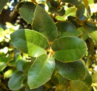 — Island oak, foliage close up.
In the native plant gardens at the San Diego Zoo Safari Park, Escondido, California.
Native and endemic to the Channel Islands of California.