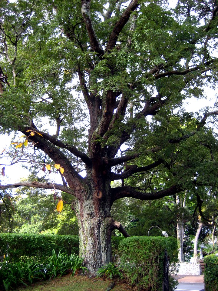Nothofagus solandri, Black Beech, specimen growing in cultivation at Auckland, New Zealand.