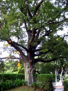 Nothofagus solandri, Black Beech, specimen growing in cultivation at Auckland, New Zealand.