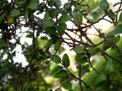 Foliage of Nothofagus solandri, Black Beech, specimen growing in cultivation at Auckland, New Zealand.