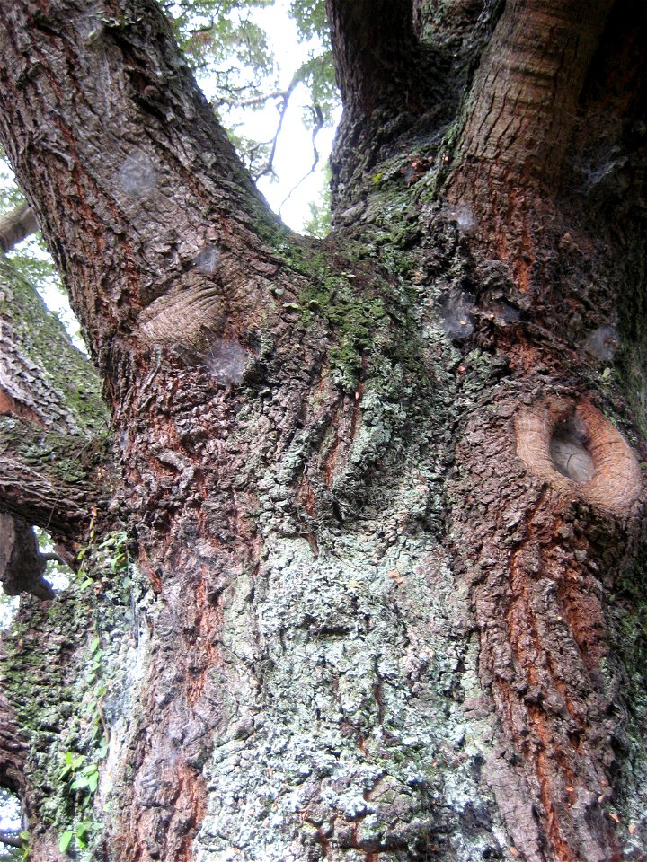 trunk and bark of Nothofagus solandri, Black Beech, specimen growing in cultivation at Auckland, New Zealand.