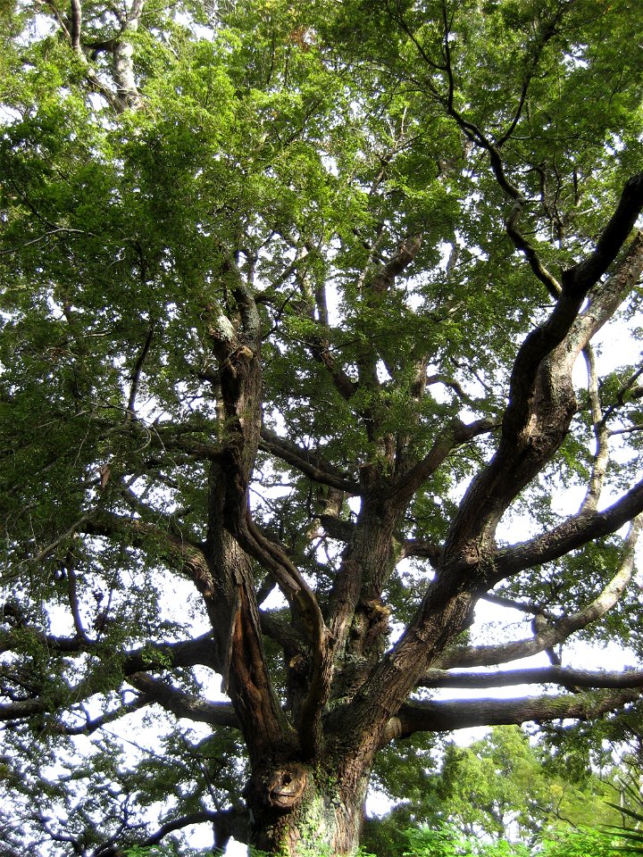 Nothofagus solandri, Black Beech, specimen growing in cultivation at Auckland, New Zealand.