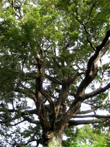 Nothofagus solandri, Black Beech, specimen growing in cultivation at Auckland, New Zealand.