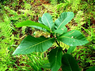 Doğu Karadeniz meşesi (Quercus pontica)