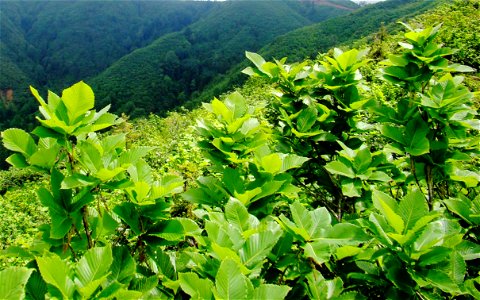Doğu Karadeniz meşesi (Quercus pontica)