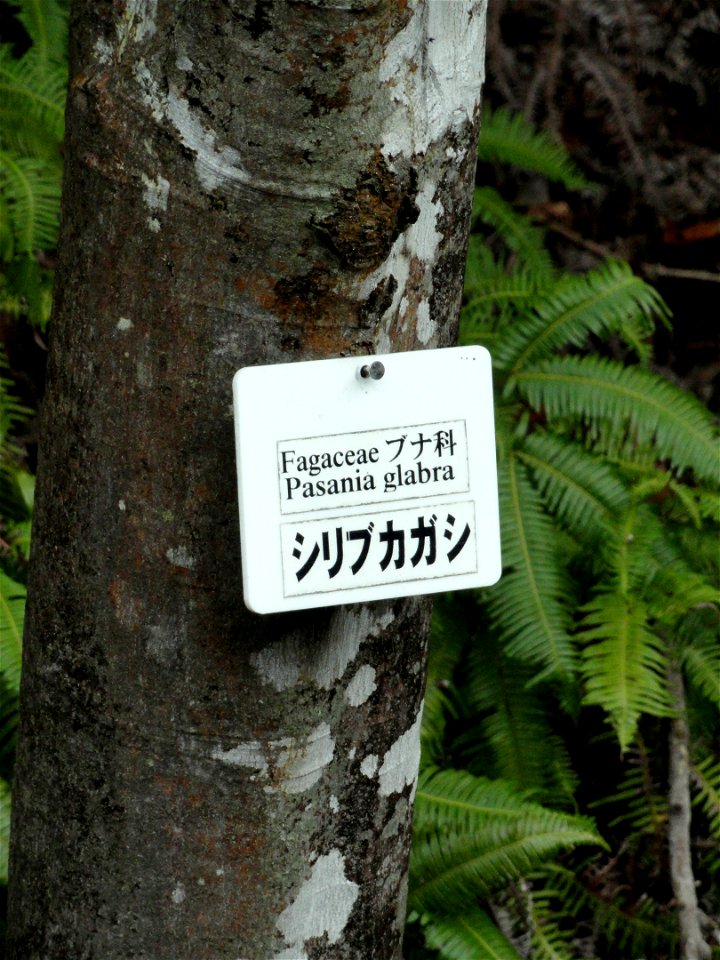 Botanical specimen in the Miyajima Natural Botanical Garden, Hatsukaichi, Hiroshima, Japan.