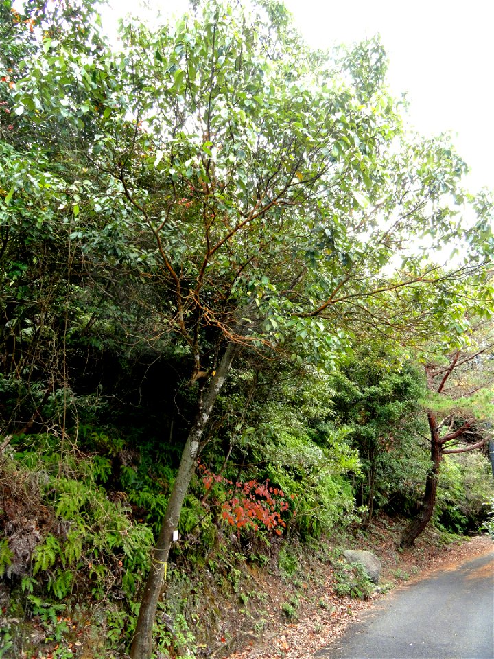 Botanical specimen in the Miyajima Natural Botanical Garden, Hatsukaichi, Hiroshima, Japan.