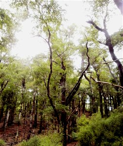 Hard beech forest (Fuscospora truncata) in Ecclesfield Reserve, Upper Hutt, New Zealand
