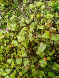 Hard Beech (Nothofagus truncata)
