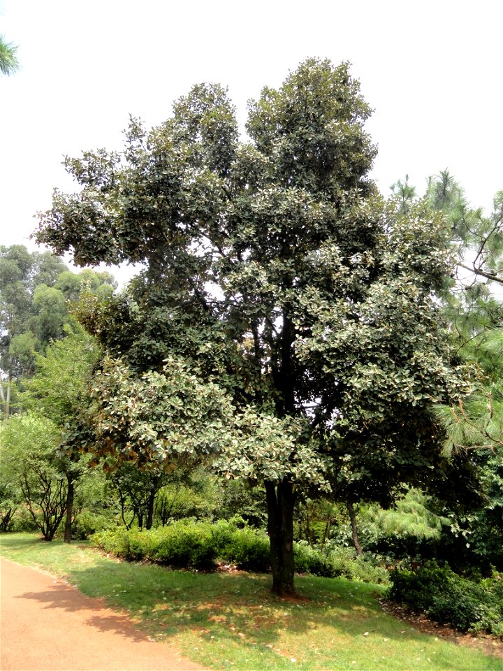 Plant specimen in the Kunming Botanical Garden, Kunming, Yunnan, China.