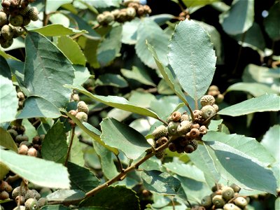 Plant specimen in the Kunming Botanical Garden, Kunming, Yunnan, China.