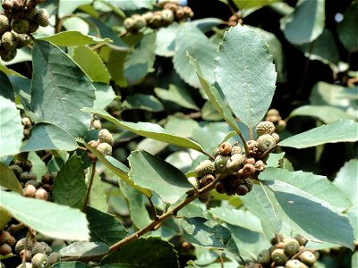 Plant specimen in the Kunming Botanical Garden, Kunming, Yunnan, China. photo