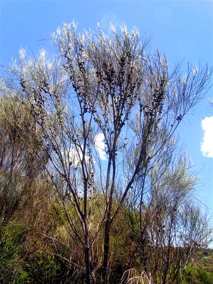 Allocasuarina distyla, Ku-ring-gai Chase National Park, Australia. (Duck Hole Track)