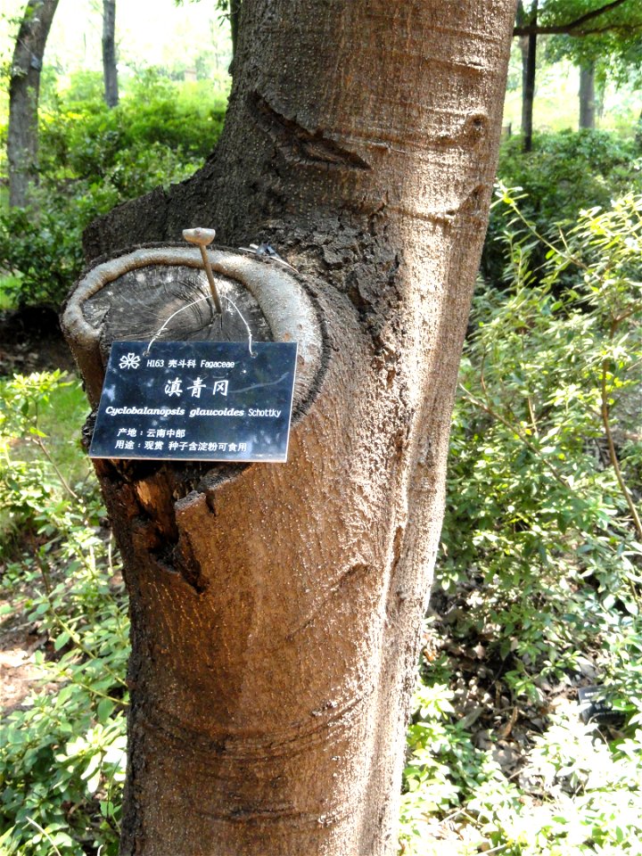 Plant specimen in the Kunming Botanical Garden, Kunming, Yunnan, China.
