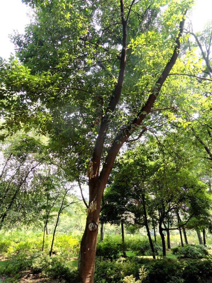 Plant specimen in the Kunming Botanical Garden, Kunming, Yunnan, China.
