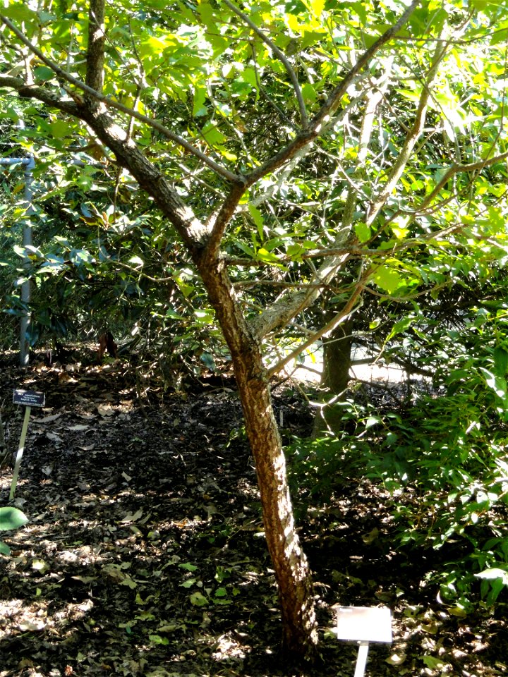 Quercus wutaishanica specimen in the J. C. Raulston Arboretum (North Carolina State University), 4415 Beryl Road, Raleigh, North Carolina, USA.