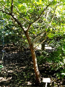 Quercus wutaishanica specimen in the J. C. Raulston Arboretum (North Carolina State University), 4415 Beryl Road, Raleigh, North Carolina, USA. photo