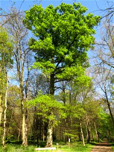 Oak (Quercus sessilifolia) in the wood of Vaires-sur-Marne (Seine-et-Marne, France). Identified by its botanic label.