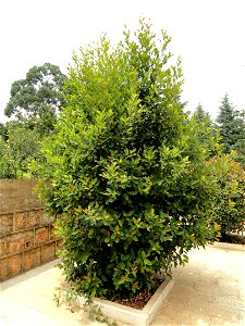 Plant specimen in the Kunming Botanical Garden, Kunming, Yunnan, China. photo