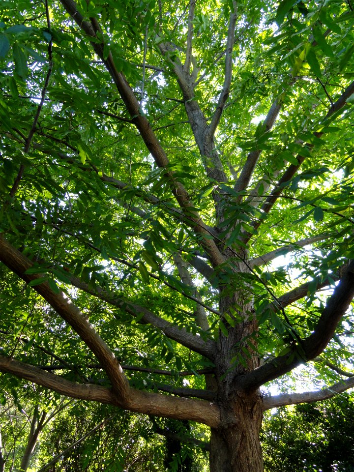 Pterocarya tonkinensis specimen in the J. C. Raulston Arboretum (North Carolina State University), 4415 Beryl Road, Raleigh, North Carolina, USA.