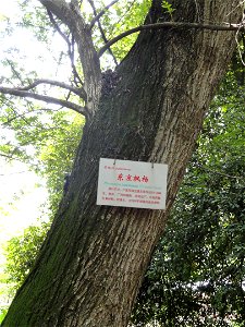 Plant specimen in the Kunming Botanical Garden, Kunming, Yunnan, China. photo