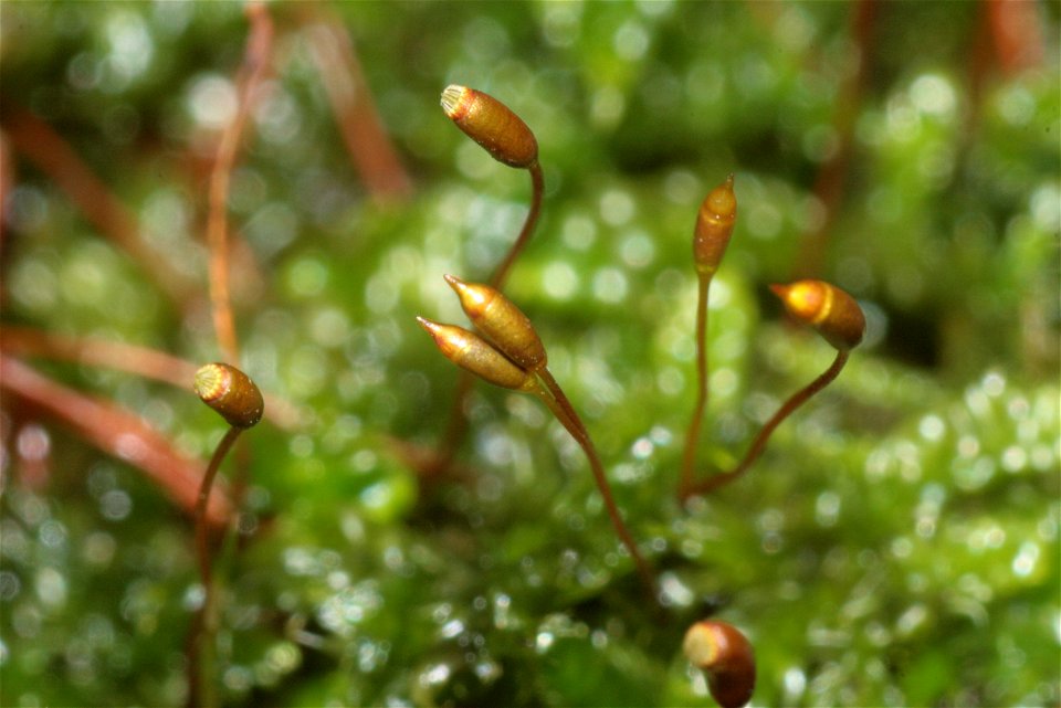 Hypnum cupressiforme