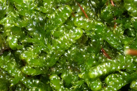 Hypnum cupressiforme