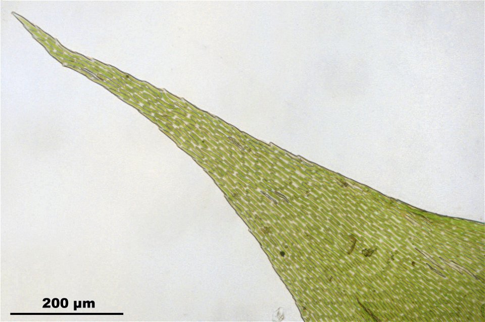 Hypnum cupressiforme