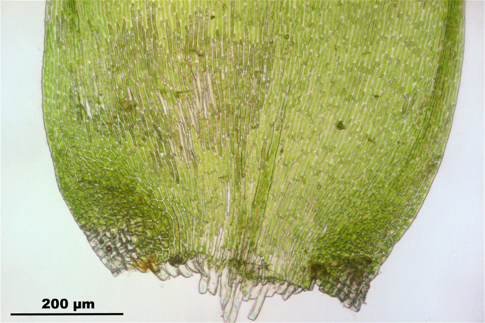 Hypnum cupressiforme