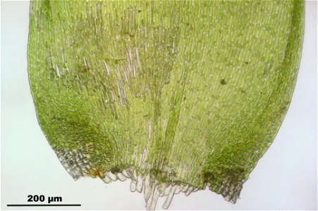 Hypnum cupressiforme