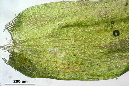 Hypnum cupressiforme