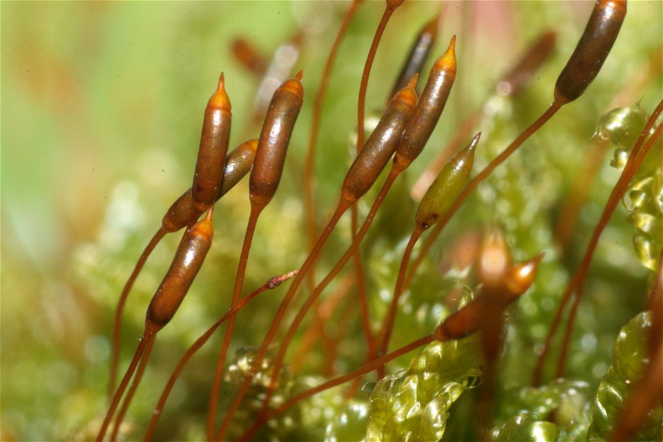 Hypnum cupressiforme