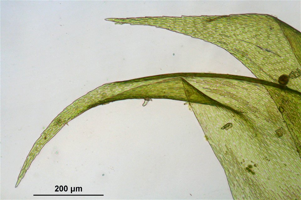 Hypnum cupressiforme