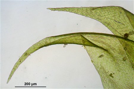 Hypnum cupressiforme