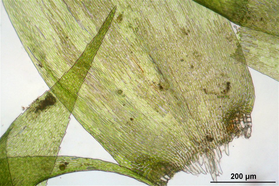 Hypnum cupressiforme