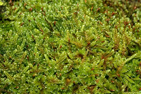 Hypnum cupressiforme