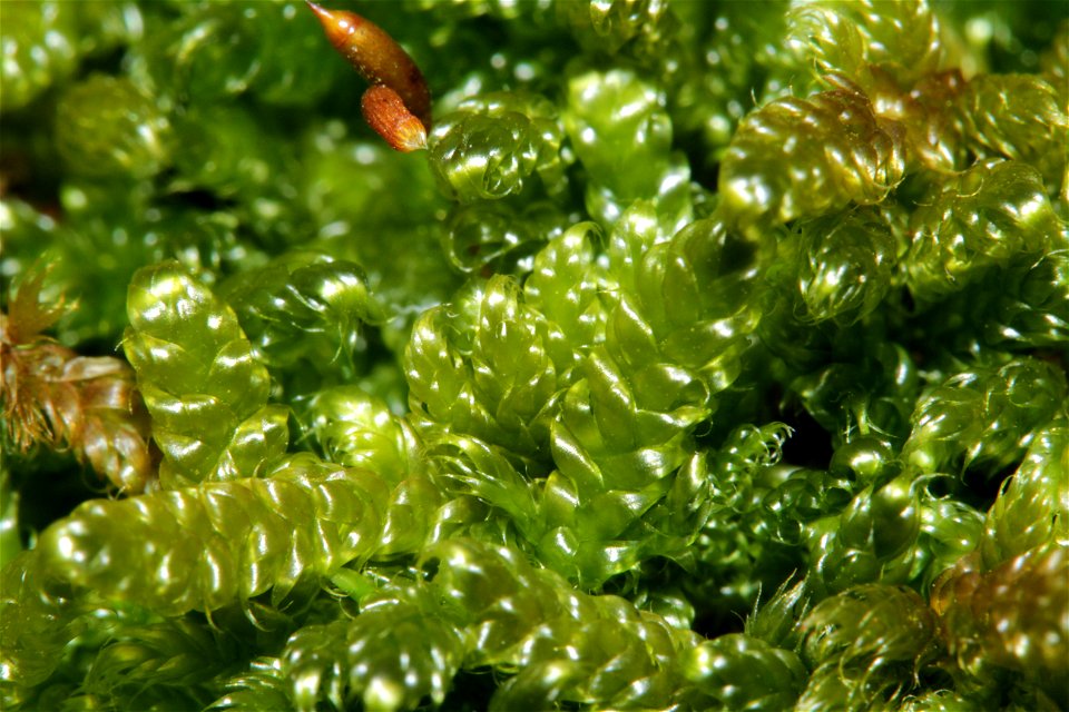 Hypnum cupressiforme