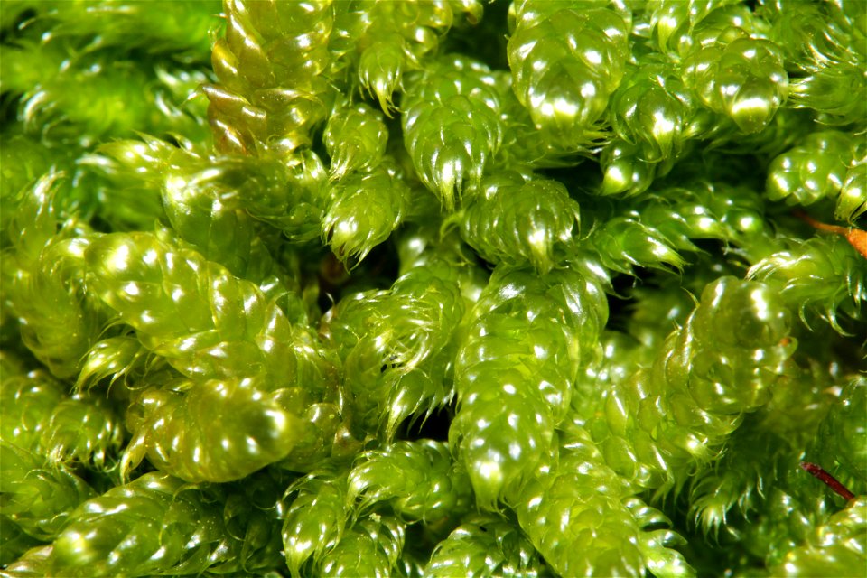 Hypnum cupressiforme