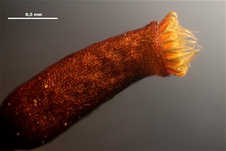 Hypnum cupressiforme