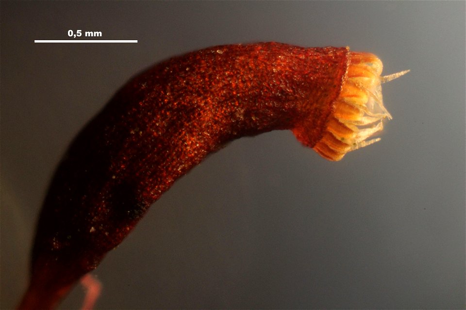 Hypnum cupressiforme