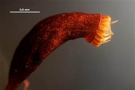 Hypnum cupressiforme
