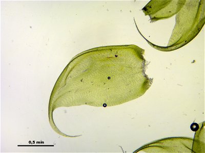 Hypnum cupressiforme