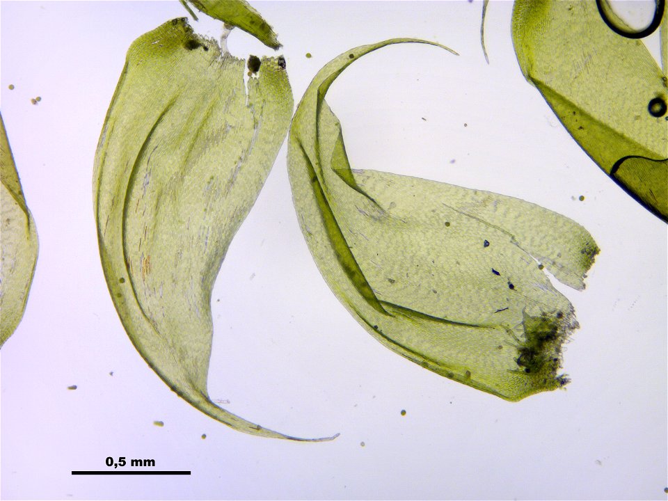 Hypnum cupressiforme