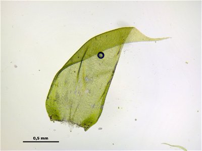 Hypnum cupressiforme