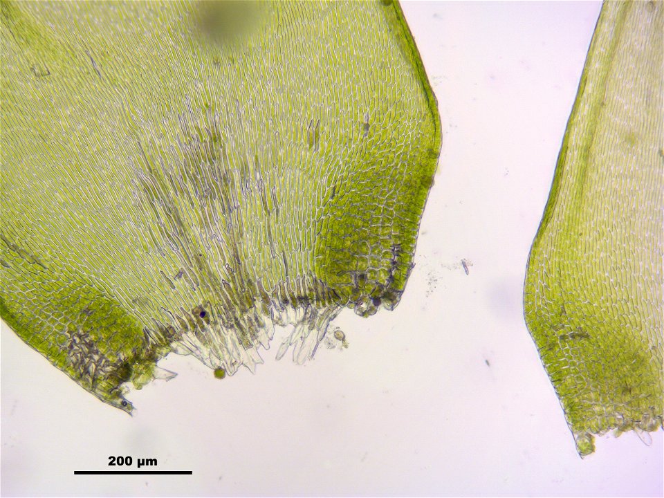 Hypnum cupressiforme