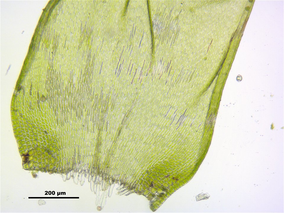 Hypnum cupressiforme