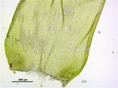 Hypnum cupressiforme
