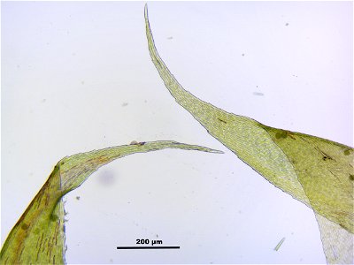 Hypnum cupressiforme